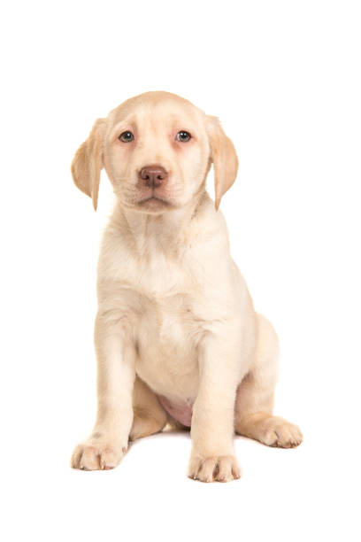 istock Pretty blond labrador retriever puppy seen from the front facing the camera sitting isolated on a white background 1251006628