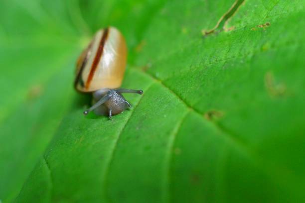 istock Background with a little snail with shell on a  green leaf 1251007448
