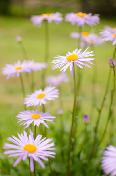 istock Beautiful fresh daisies bloom outdoors in the field 1251007496