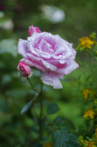 istock Beautiful fresh roses grow outdoors in the summer 1251007595