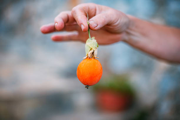 frau hält passionsfrucht - passion women human hand macro stock-fotos und bilder