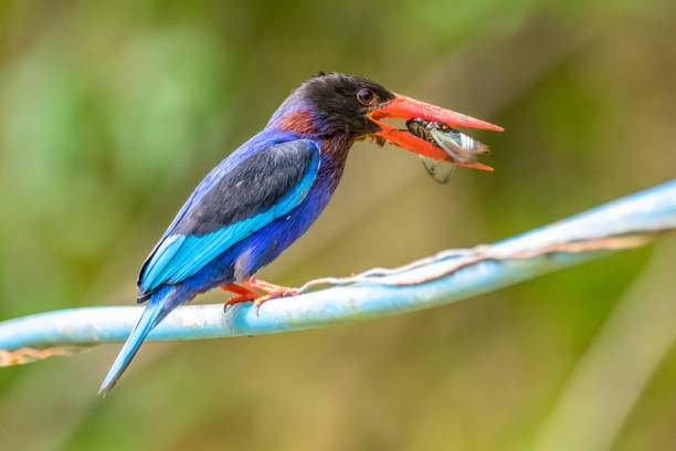 Giant kingfisher in its habitat in Senegal with a fish in its beak