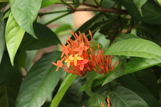 istock Red and yellow ixora flower 1251009967