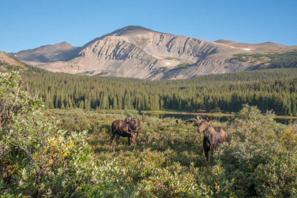 istock Moose grazing in beautiful mountain meadow - Photo Art 1251010001
