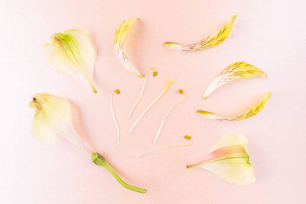 istock The concept of aromatherapy, spa. 1251010550