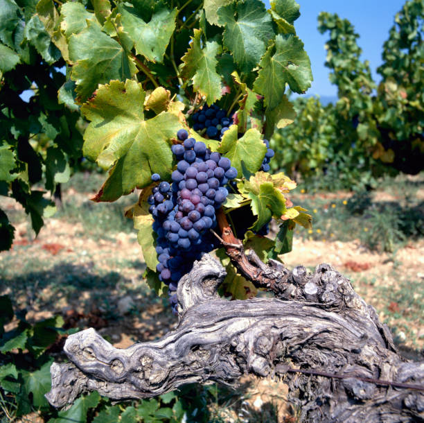 Grapes on the vine at a winery in the Luberon, France, Europe