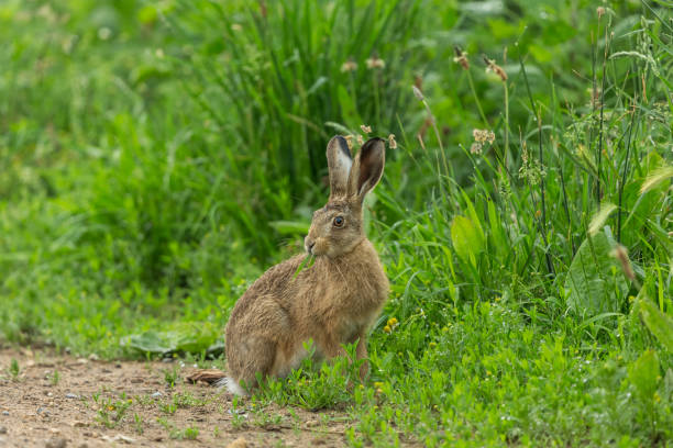 istock Large Brown Hare (Scientific name: Lepus Europaeus) sat in the rain eating grass with raindrops on the vegetation.  Facing forward.  Close up. 1251011564