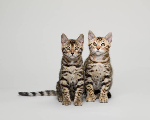 istock Pair of Bengal kittens 1251011668