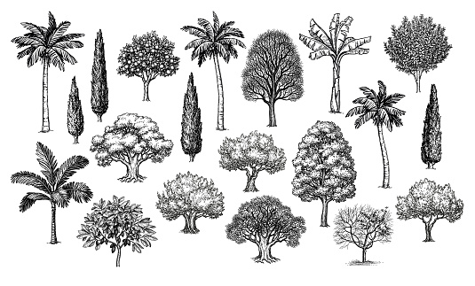 Big collection of trees. Ink sketches set isolated on white background. Hand drawn vector illustration. Retro style.