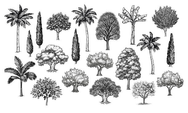 Big set of trees. Big collection of trees. Ink sketches set isolated on white background. Hand drawn vector illustration. Retro style. palm tree illustrations stock illustrations