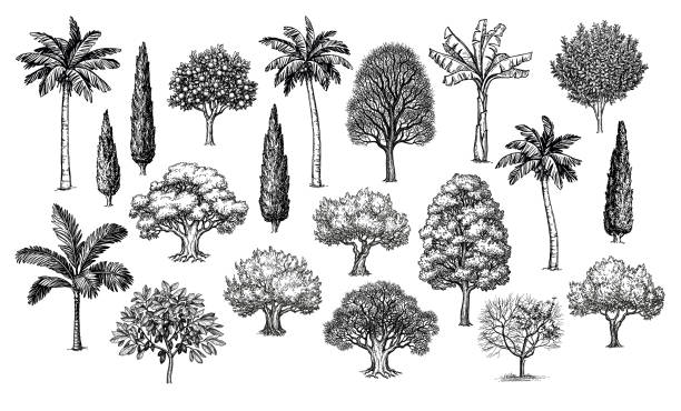 Big set of trees. Big collection of trees. Ink sketches set isolated on white background. Hand drawn vector illustration. Retro style. cacao tree white background stock illustrations