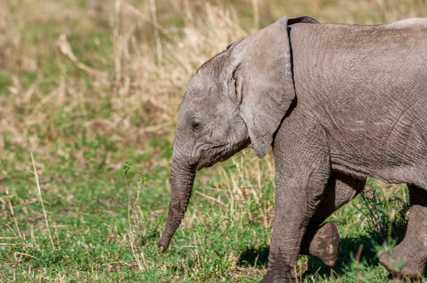 istock Side View of Inquisitive Wild Elephant Baby 1251012815