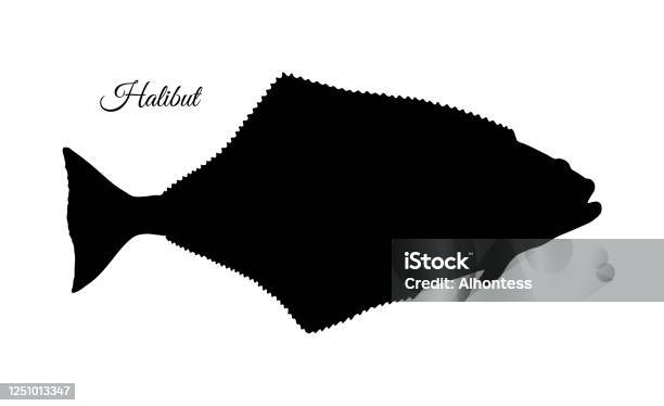 Halibut Ink Ink Sketch Of Halibut Stock Illustration - Download Image Now - Halibut ...