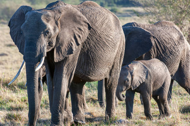 istock Wild Mother and Baby Elephants in A Herd 1251013933