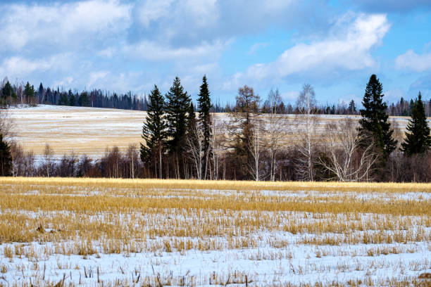 istock winter forest and farm field with mowed grass 1251014095