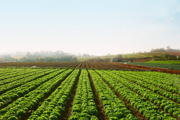 agricoltura campi orto. paesaggio rurale. - plant spinach foto e immagini stock