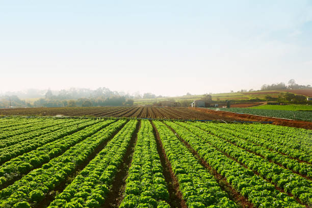istock Agriculture Fields Vegetable Garden. Rural Landscape. 1251015058