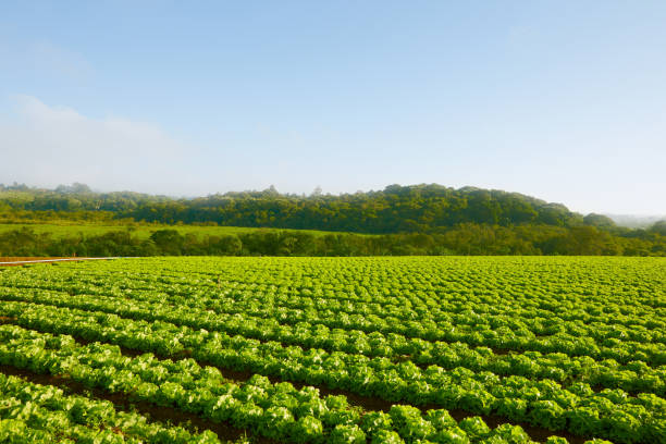 Agriculture Fields Vegetable Garden. Rural Landscape. Healthy Agricultural Farm in a Fresh Morning. Might be used as Background. raw landscape stock pictures, royalty-free photos & images