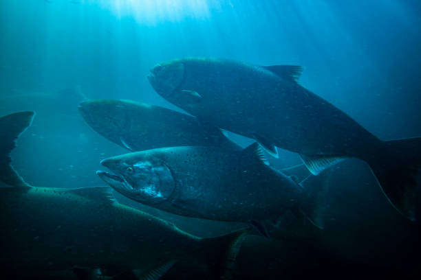 istock Salmon school underwater Oregon. 1251015312