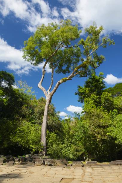 istock An old tall tree rises over a temple of Angkor 1251015470
