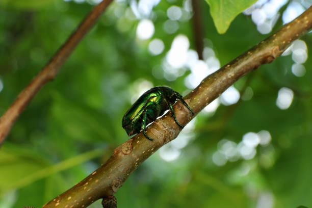 istock Beetle bronze crawling on a tree branch.  Cetonia aurata. 1251015538