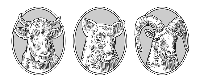 Farm animals icon set. Pig, cow and goat heads isolated on white background. Vector black vintage engraving illustration for menu, web and label. Hand drawn in a graphic style.