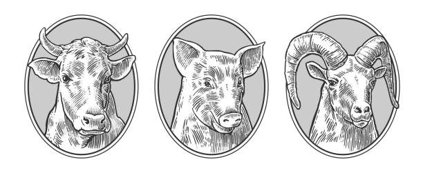 Farm animals icon set. Pig, cow and goat heads isolated on white background. Farm animals icon set. Pig, cow and goat heads isolated on white background. Vector black vintage engraving illustration for menu, web and label. Hand drawn in a graphic style. pig illustrations stock illustrations