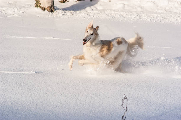 chien de borzoi courant par la neige profonde - sight hound photos et images de collection