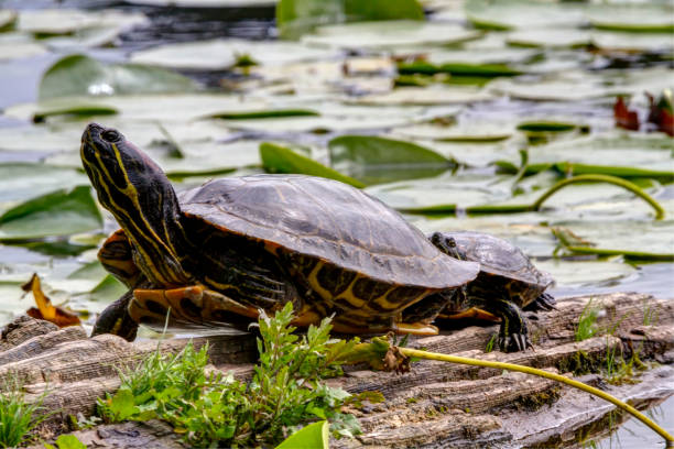 istock Mother turtle and baby turtle resting on a dead tree in a lake 1251017405