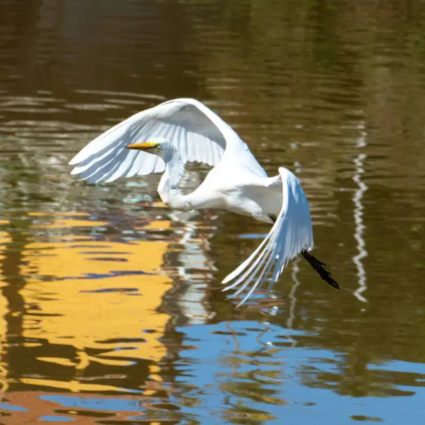 The elegant Great Egret. Great Egrets are tall, long-legged wading birds with long, S-curved necks and long. Brazil.