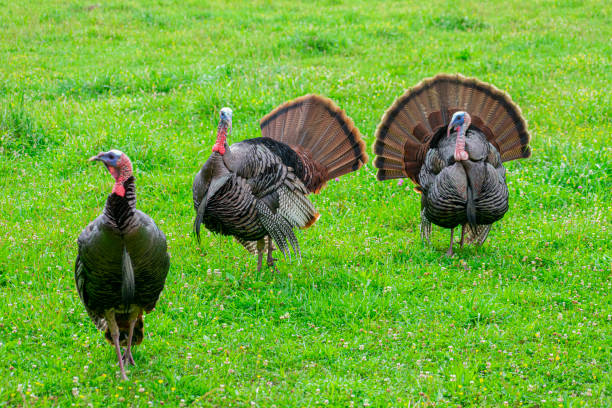 istock Three Smoky Mountain Turkeys 1251017581