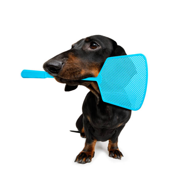 istock dog  with fleas, ticks or insects 1251017602