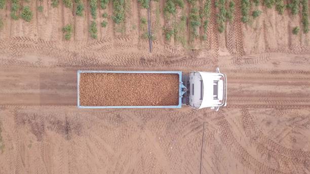 istock Truck loaded with fresh-picked Potatoes crossing a filed. 1251017724