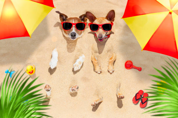 istock dogs buried in sand 1251017840