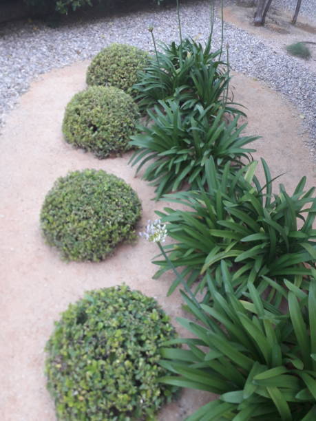 istock neat cut out green plants and bushes 1251017898