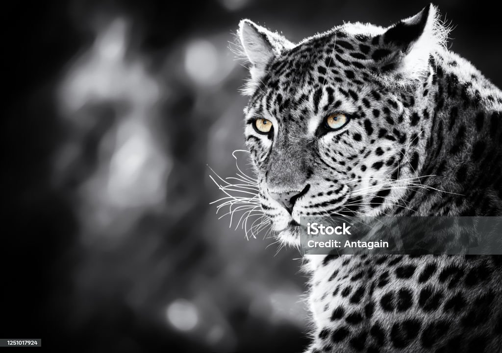 Leopard Leopard Stock Photo