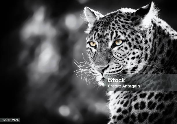 Leopard Stock Photo - Download Image Now - Leopard, Portrait, Animal