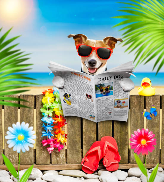 istock dog  on  beach on summer vacation holidays 1251018549