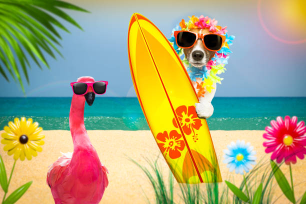 istock summer paradise vacation surfer dog 1251018570