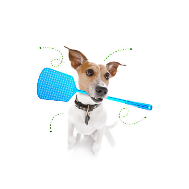 istock dog  with fleas, ticks or insects 1251018589