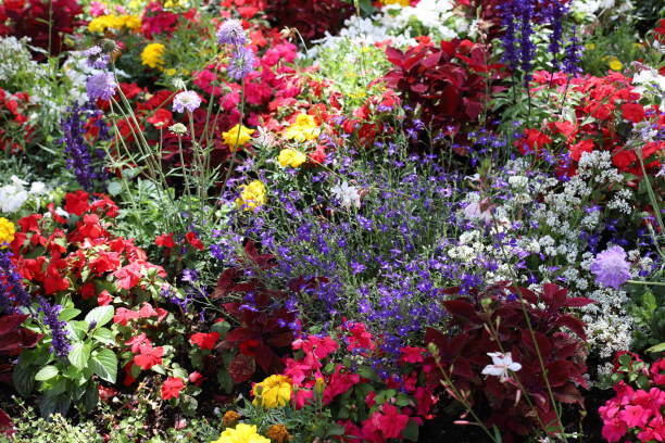 istock Beautiful flowers bloom, Germany, Europa Park 1251018793