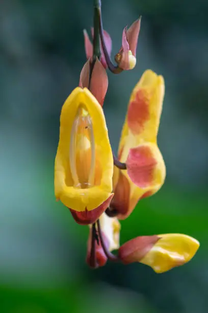 Close up of a Mysore trumpetvine (thunbergia mysorensis) flower in bloom