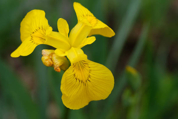 Iris Pseudacorus Flor Amarilla Sobre Fondo Verde Foto de stock y más banco  de imágenes de Lirio amarillo - Lirio amarillo, Amarillo - Color, Belleza -  iStock