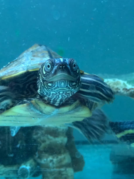istock A photograph of a happy looking turtle 1251022038