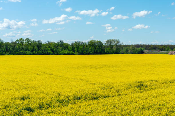 istock Colorful yellow spring rapeseed field on a sunny day with beautiful blue sky with white clouds 1251024321