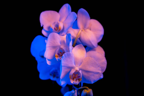 istock Isolated on black orchids illuminated by black light (UV) 1251024509