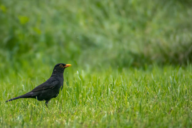 istock Male blackbirds walking through the grass. 1251024526