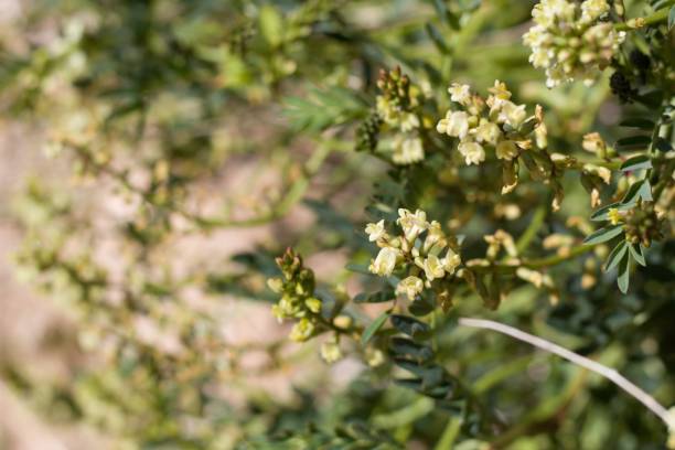 istock ASTRAGALUS DOUGLASII BLOOM - PIONEERTOWN MP - 042420 B 1251025169