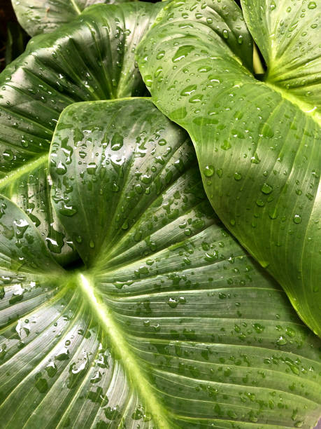gouttes d’eau sur une feuille - chlorophyll striped leaf natural pattern photos et images de collection