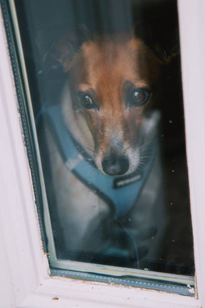 istock Dog Looking Out the Window 1251025479